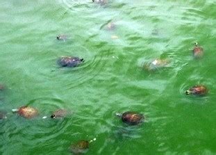 沙兌縣 夢到烏龜在水裡